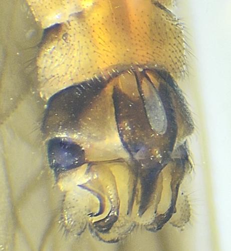 Amphinemura standfussi